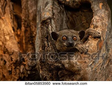 Weaselmaki in the tree hole in Kirindy Forest, West Madagascar, Madagascar, Africa View Large Photo Image Stock Image - Weaselmaki in the tree hole in Kirindy Forest, West Madagascar, Madagascar, Africa. Fotosearch