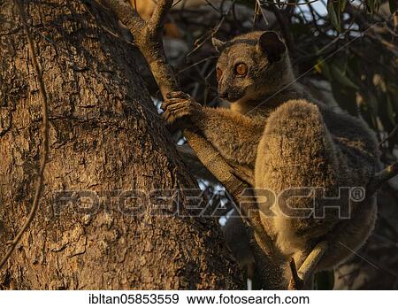 Weaselmaki (Lepilemur edwarsi) in the dry forests of Kirindy in western Madagascar, Madagascar, Africa View Large Photo Image Stock Photo - Weaselmaki (Lepilemur edwarsi) in the dry forests of Kirindy in western Madagascar, Madagascar, Africa. Fotosearch
