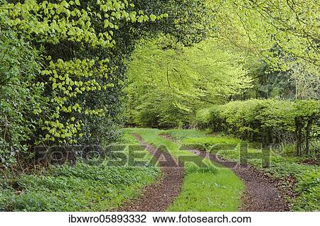 Weg im Herrenholz, beech forest ( Fagus sylvatica) with fresh leaves, Herrenholz, ducts, Lower Saxony, Germany, Europe View Large Photo Image Stock Image - Weg im Herrenholz, beech forest ( Fagus sylvatica) with fresh leaves, Herrenholz, ducts, Lower Saxony, Germany, Europe. Fotosearch