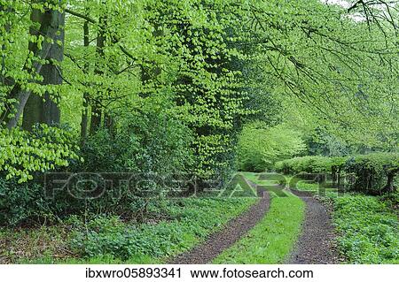 Stock Image - Weg im Herrenholz, beech forest ( Fagus sylvatica) with fresh leaves, Herrenholz, ducts, Lower Saxony, Germany, Europe. Fotosearch