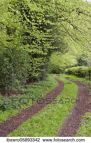 Stock Image - Weg im Herrenholz, beech forest ( Fagus sylvatica) with fresh leaves, Herrenholz, ducts, Lower Saxony, Germany, Europe. Fotosearch