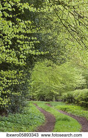 Weg im Herrenholz, beech forest ( Fagus sylvatica) with fresh leaves, Herrenholz, ducts, Lower Saxony, Germany, Europe View Large Photo Image Stock Image - Weg im Herrenholz, beech forest ( Fagus sylvatica) with fresh leaves, Herrenholz, ducts, Lower Saxony, Germany, Europe. Fotosearch