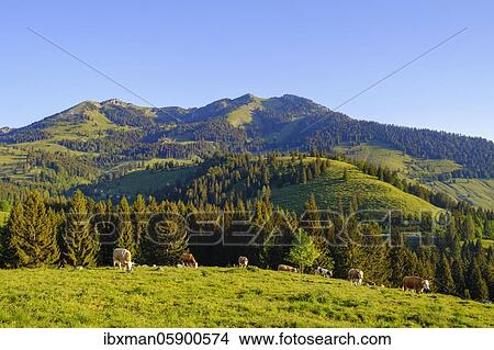 Picture - Wendelstein and Wildalpjoch, Sudelfeld, between Oberaudorf and Bayrischzell, Mangfall Mountains, Upper Bavaria, Bavaria, Germany, Europe. Fotosearch