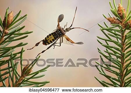 Stock Photo - Western conifer seed bug (Leptoglossus occidentalis), in flight, Germany, Europe. Fotosearch