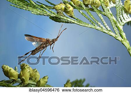 Western conifer seed bug (Leptoglossus occidentalis), in flight, Germany, Europe View Large Photo Image Stock Photograph - Western conifer seed bug (Leptoglossus occidentalis), in flight, Germany, Europe. Fotosearch
