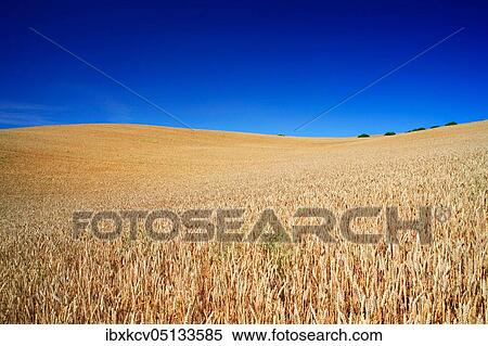 Wheat field under blue sky, rolling hills, Saalekreis, Saxony-Anhalt, Germany, Europe View Large Photo Image Stock Photography - Wheat field under blue sky, rolling hills, Saalekreis, Saxony-Anhalt, Germany, Europe. Fotosearch
