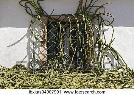 Whip cactus, snake cactus (Aporocactus), overgrown barred window, Corfu Island, Ionian Islands, Greece, Europe View Large Photo Image Stock Image - Whip cactus, snake cactus (Aporocactus), overgrown barred window, Corfu Island, Ionian Islands, Greece, Europe. Fotosearch