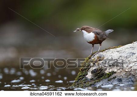 Stock Image - White-breasted dipper (Cinclus cinclus) with prey at the brook, Taunus, Hesse, Germany, Europe. Fotosearch
