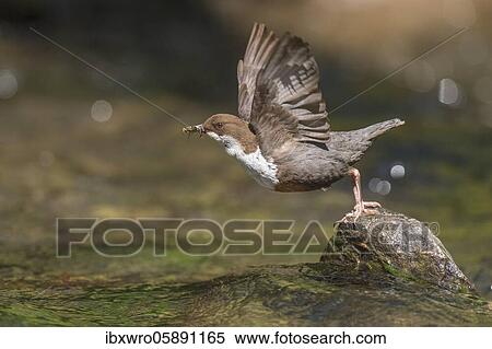 White-breasted dipper (Cinclus cinclus), departing from an Ansitzwarte in the river, Blomberg, North Rhine-Westphalia, Germany, Europe View Large Photo Image Stock Photography - White-breasted dipper (Cinclus cinclus), departing from an Ansitzwarte in the river, Blomberg, North Rhine-Westphalia, Germany, Europe. Fotosearch