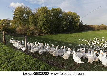 White domestic geese in a meadow, Goose farm on the Lower Rhine, North Rhine-Westphalia, Germany, Europe View Large Photo Image Stock Image - White domestic geese in a meadow, Goose farm on the Lower Rhine, North Rhine-Westphalia, Germany, Europe. Fotosearch