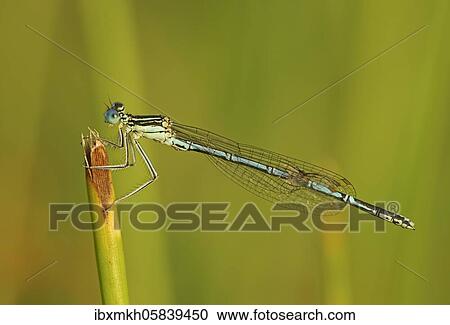 White-legged damselfly (Platycnemis pennipes) Male sitting on a blade of grass, Hesse, Germany, Europe View Large Photo Image Stock Image - White-legged damselfly (Platycnemis pennipes) Male sitting on a blade of grass, Hesse, Germany, Europe. Fotosearch