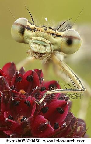 Stock Image - White-legged damselfly (Platycnemis pennipes) Female sitting on Großer Wiesenknopf, Hesse, Germany, Europe. Fotosearch