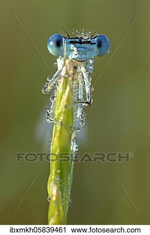 White-legged damselfly (Platycnemis pennipes) Male sitting on a blade of grass, Hesse, Germany, Europe View Large Photo Image Stock Image - White-legged damselfly (Platycnemis pennipes) Male sitting on a blade of grass, Hesse, Germany, Europe. Fotosearch