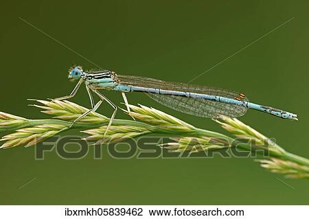 White-legged damselfly (Platycnemis pennipes) Male sitting on a blade of grass, Hesse, Germany, Europe View Large Photo Image Stock Image - White-legged damselfly (Platycnemis pennipes) Male sitting on a blade of grass, Hesse, Germany, Europe. Fotosearch