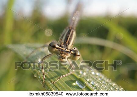 Stock Image - White-legged damselfly (Platycnemis pennipes) Female sitting on blade of grass, Hesse, Germany, Europe. Fotosearch