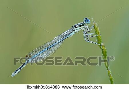 White-legged damselfly (Platycnemis pennipes) Male sitting on a blade of grass, Hesse, Germany, Europe View Large Photo Image Stock Image - White-legged damselfly (Platycnemis pennipes) Male sitting on a blade of grass, Hesse, Germany, Europe. Fotosearch