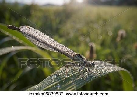 White-legged damselfly (Platycnemis pennipes) Female sitting on blade of grass, Hesse, Germany, Europe View Large Photo Image Stock Photo - White-legged damselfly (Platycnemis pennipes) Female sitting on blade of grass, Hesse, Germany, Europe. Fotosearch