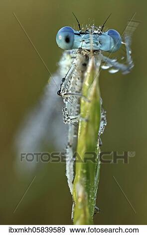 White-legged damselfly (Platycnemis pennipes) Male sitting on a culm, on a big meadow button, Hesse, Germany, Europe View Large Photo Image Stock Photo - White-legged damselfly (Platycnemis pennipes) Male sitting on a culm, on a big meadow button, Hesse, Germany, Europe. Fotosearch
