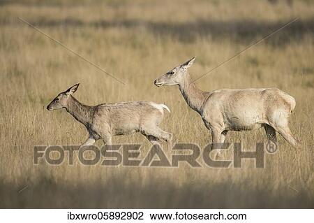 White shellfish and calf of the red deer ( Cervus elaphus) Klamptenborg, Copenhagen, Denmark, Europe View Large Photo Image Stock Image - White shellfish and calf of the red deer ( Cervus elaphus) Klamptenborg, Copenhagen, Denmark, Europe. Fotosearch