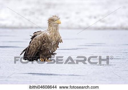 White-tailed eagle (Haliaeetus albicilla), winter, hunting, frost, Gostynin-Włocławek Park, Poland, Europe View Large Photo Image Picture - White-tailed eagle (Haliaeetus albicilla), winter, hunting, frost, Gostynin-Włocławek Park, Poland, Europe. Fotosearch