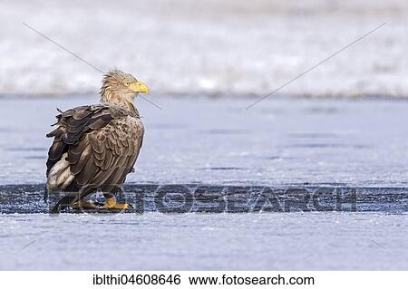 White-tailed eagle (Haliaeetus albicilla), winter, hunting, frost, Gostynin-Włocławek Park, Poland, Europe View Large Photo Image Stock Photograph - White-tailed eagle (Haliaeetus albicilla), winter, hunting, frost, Gostynin-Włocławek Park, Poland, Europe. Fotosearch