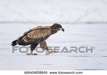 Stock Photography - White-tailed eagle (Haliaeetus albicilla) Young bird, winter, hunting, frost, Gostynin-Włocławek Park, Poland, Europe. Fotosearch