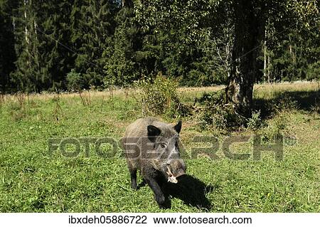 Wild boar ( Sus scrofa) Boar in a meadow orchard attacks photographer, Allgäu, Bavaria, Germany, Europe View Large Photo Image Stock Image - Wild boar ( Sus scrofa) Boar in a meadow orchard attacks photographer, Allgäu, Bavaria, Germany, Europe. Fotosearch
