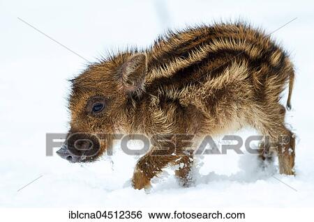 Wild boar (Sus scrofa), piglet in the snow, winter, Germany, captive, Europe View Large Photo Image Stock Photograph - Wild boar (Sus scrofa), piglet in the snow, winter, Germany, captive, Europe. Fotosearch