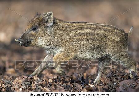 Stock Photograph - Wild boar ( Sus scrofa) running youngster, Teutoburg Forest, Lower Saxony, Germany, Europe. Fotosearch