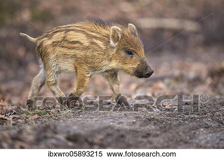 Wild boar ( Sus scrofa) running youngster, Teutoburg Forest, Lower Saxony, Germany, Europe View Large Photo Image Stock Photography - Wild boar ( Sus scrofa) running youngster, Teutoburg Forest, Lower Saxony, Germany, Europe. Fotosearch