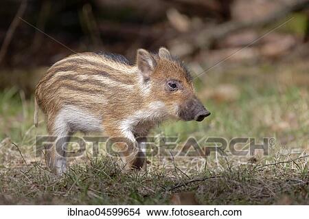 Wild boar (Sus scrofa), young, standing, Schleswig-Holstein, Germany, Europe View Large Photo Image Picture - Wild boar (Sus scrofa), young, standing, Schleswig-Holstein, Germany, Europe. Fotosearch