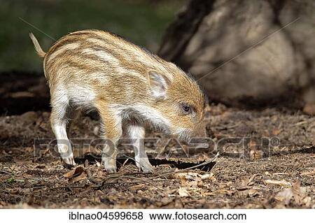 Wild boar (Sus scrofa), young, standing, Schleswig-Holstein, Germany, Europe View Large Photo Image Stock Photo - Wild boar (Sus scrofa), young, standing, Schleswig-Holstein, Germany, Europe. Fotosearch