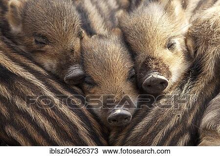 Wild boars (Sus scrofa), shoats lying close together, North Rhine-Westphalia, Germany, Europe View Large Photo Image Stock Image - Wild boars (Sus scrofa), shoats lying close together, North Rhine-Westphalia, Germany, Europe. Fotosearch