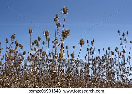 Wild teasels (Dipsacus fullonum) Seeds, autumn field, Bavaria, Germany, Europe View Large Photo Image Stock Photo - Wild teasels (Dipsacus fullonum) Seeds, autumn field, Bavaria, Germany, Europe. Fotosearch