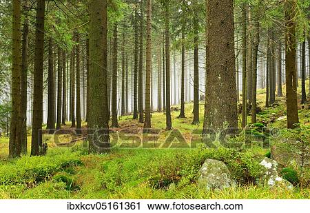 Stock Image - Wilderness in Harz National Park, spruce forest covered with fog, boulders covered with moss, near Schierke, Germany ( Sachsen-Anhalt). Fotosearch