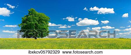 Wildflower meadow with solitary oak tree in spring, blue sky with white clouds, near Hermsdorf, Germany ( Thüringen) d View Large Photo Image Stock Photo - Wildflower meadow with solitary oak tree in spring, blue sky with white clouds, near Hermsdorf, Germany ( Thüringen) d. Fotosearch