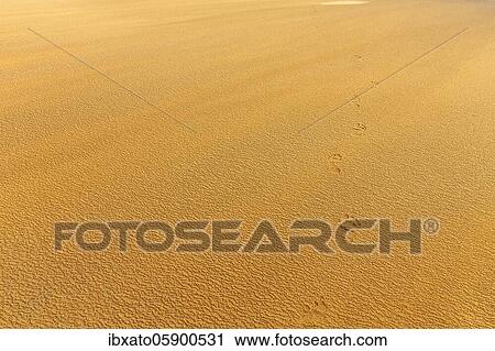 Wind blowing over structures in the sand, footprints, footprints on the reddish beach Rauðisandur, Raudisandur, near Patreksfjördur, Vestfirðir, Westfjords, Iceland, Europe View Large Photo Image Stock Image - Wind blowing over structures in the sand, footprints, footprints on the reddish beach Rauðisandur, Raudisandur, near Patreksfjördur, Vestfirðir, Westfjords, Iceland, Europe. Fotosearch