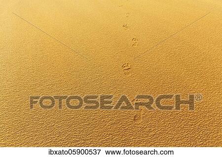 Stock Photo - Wind blowing over structures in the sand, footprints, footprints on the reddish beach Rauðisandur, Raudisandur, near Patreksfjördur, Vestfirðir, Westfjords, Iceland, Europe. Fotosearch