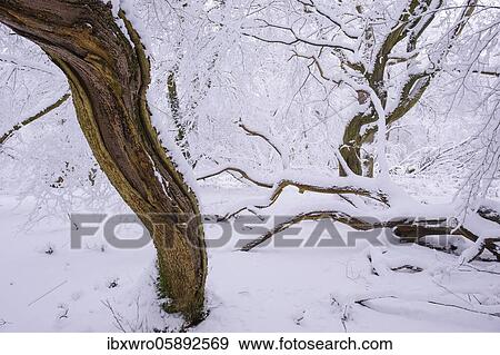 Winter in the jungle Baumweg, Emstek, Lower Saxony, Germany, Europe View Large Photo Image Stock Photo - Winter in the jungle Baumweg, Emstek, Lower Saxony, Germany, Europe. Fotosearch