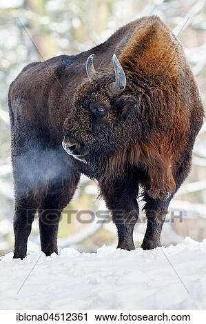 Wisent (Bison bonasus) in the snow, captive, Hesse, Germany, Europe View Large Photo Image Stock Image - Wisent (Bison bonasus) in the snow, captive, Hesse, Germany, Europe. Fotosearch