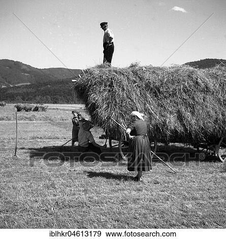 Women sweep hay and farmer stands on the hay cart, ca. 1945 to 1955, near Freiburg, Germany, Europe View Large Photo Image Stock Photo - Women sweep hay and farmer stands on the hay cart, ca. 1945 to 1955, near Freiburg, Germany, Europe. Fotosearch