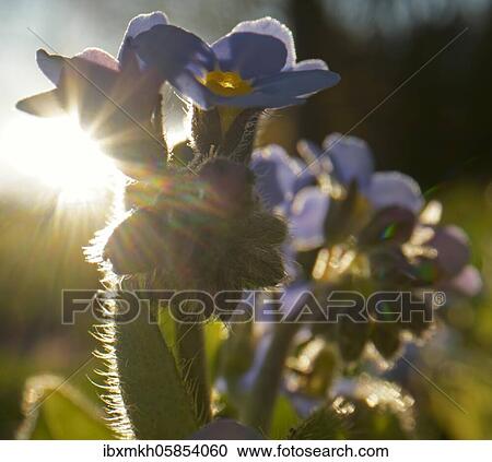 Stock Image - Wood forget-me-not (Myosotis sylvatica) Hesse, Germany, Europe. Fotosearch