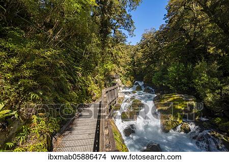Wooden jetty on the river, way to Lake Marian, Fiordland National Park, Te Anau, Southland, South Island, New Zealand, Oceania View Large Photo Image Picture - Wooden jetty on the river, way to Lake Marian, Fiordland National Park, Te Anau, Southland, South Island, New Zealand, Oceania. Fotosearch