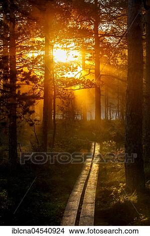 Wooden path through forest, sunrise, Knuthöjdsmossen, Central Sweden, Sweden, Europe View Large Photo Image Picture - Wooden path through forest, sunrise, Knuthöjdsmossen, Central Sweden, Sweden, Europe. Fotosearch