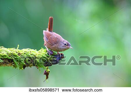 Wren (Troglodytes troglodytes) squab sits on a mossy branch, Solms, Hesse View Large Photo Image Stock Image - Wren (Troglodytes troglodytes) squab sits on a mossy branch, Solms, Hesse. Fotosearch