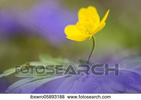 Yellow Anemone ( Anemone ranunculoides) in bloom, Teutoburg Forest, Bad Iburg, Lower Saxony, Germany, Europe View Large Photo Image Stock Photo - Yellow Anemone ( Anemone ranunculoides) in bloom, Teutoburg Forest, Bad Iburg, Lower Saxony, Germany, Europe. Fotosearch