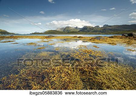 Stock Photograph - Yellow seaweed, kelp, brown algae bladder wrack (Fucus vesiculosus) in the fjord at low tide, behind mountain tops, Lofoten, Nordland, Norway, Europe. Fotosearch