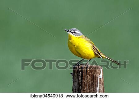 Stock Photo - Yellow wagtail (Motacilla flava), on fence post, Burgenland, Austria, Europe. Fotosearch