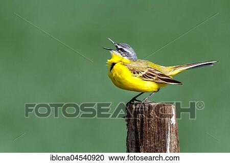 Stock Image - Yellow wagtail (Motacilla flava), singing on fence post, Burgenland, Austria, Europe. Fotosearch
