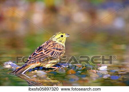 Yellowhammer (Emberiza citrinella) in shallow water, Solms, Hesse View Large Photo Image Stock Image - Yellowhammer (Emberiza citrinella) in shallow water, Solms, Hesse. Fotosearch